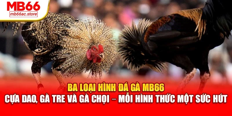 Ba loại hình đá gà MB66 – cựa dao, gà tre và gà chọi – mỗi hình thức một sức hút