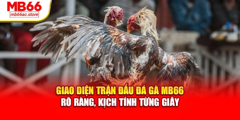 Giao diện trận đấu đá gà MB66 – rõ ràng, kịch tính từng giây