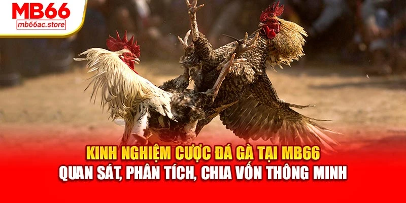 Kinh nghiệm cược đá gà tại MB66 – quan sát, phân tích, chia vốn thông minh