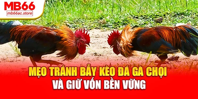 Đá Gà Chọi Cuốn Hút Đến Nghẹt Thở – Đỉnh Cao Của Sức Mạnh 4 Mẹo tránh bẫy kèo Đá gà chọi và giữ vốn bền vững