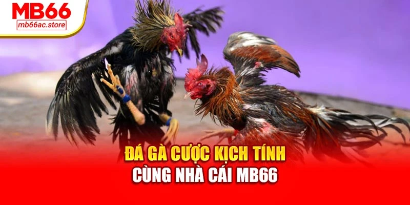 Mb66 22 Đá gà cược kịch tính cùng nhà cái MB66