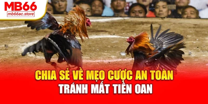 Đá Gà Tre Tốc Độ Đỉnh Cao – Cược Một Ăn Ngàn Tại Mb66 4 Chia sẻ về mẹo cược an toàn tránh mất tiền oan