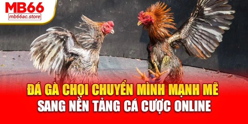 Đá Gà Chọi Cuốn Hút Đến Nghẹt Thở – Đỉnh Cao Của Sức Mạnh 2 Đá gà chọi chuyển mình mạnh mẽ sang nền tảng cá cược online