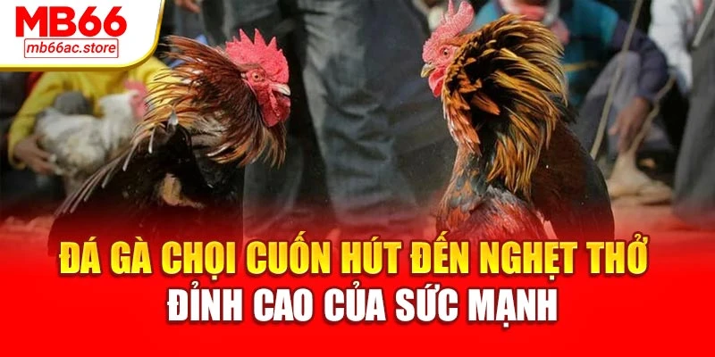 Đá Gà Chọi Cuốn Hút Đến Nghẹt Thở – Đỉnh Cao Của Sức Mạnh 1 Đá Gà Chọi Cuốn Hút Đến Nghẹt Thở – Đỉnh Cao Của Sức Mạnh