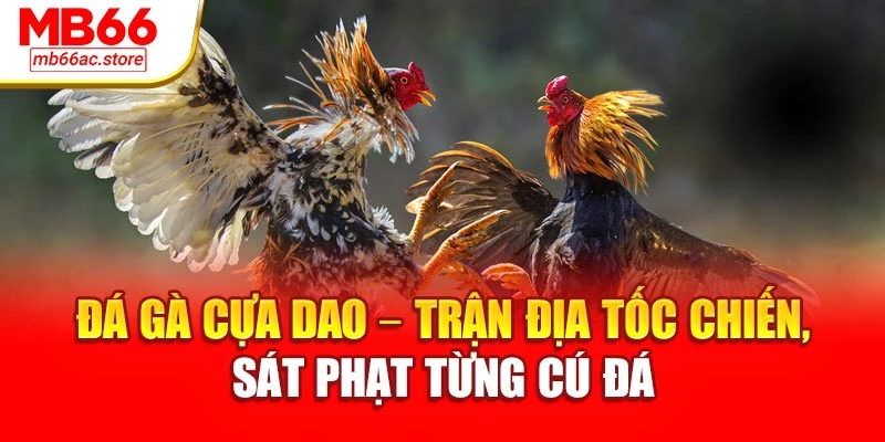 Đá Gà Cựa Dao – Trận Địa Tốc Chiến, Sát Phạt Từng Cú Đá 1 Đá Gà Cựa Dao – Trận Địa Tốc Chiến, Sát Phạt Từng Cú Đá