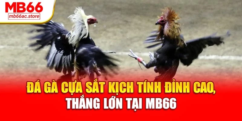 Đá Gà Cựa Sắt Kịch Tính Đỉnh Cao, Thắng Lớn Tại Mb66