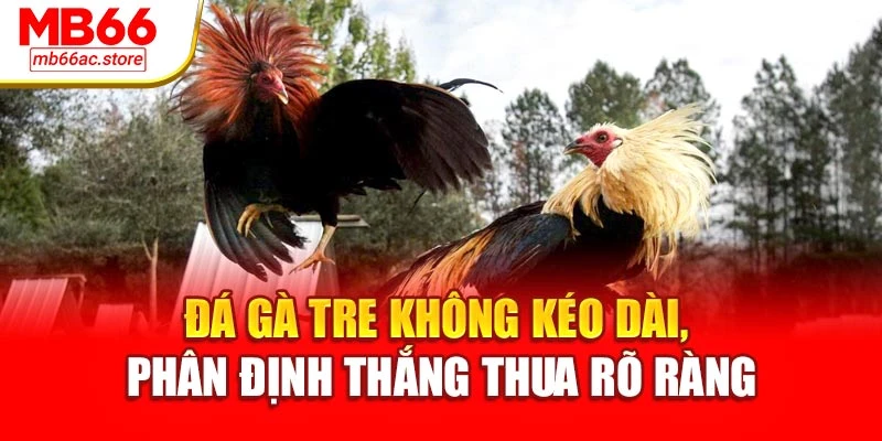 Đá Gà Tre Tốc Độ Đỉnh Cao – Cược Một Ăn Ngàn Tại Mb66 2 Đá gà tre không kéo dài, phân định thắng thua rõ ràng