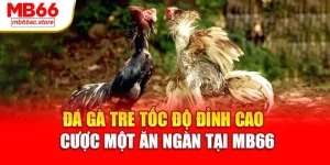 Đá Gà Tre Tốc Độ Đỉnh Cao – Cược Một Ăn Ngàn Tại Mb66