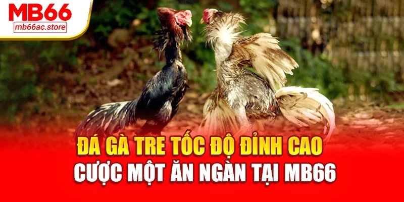 Đá Gà Tre Tốc Độ Đỉnh Cao – Cược Một Ăn Ngàn Tại Mb66 1 Đá Gà Tre Tốc Độ Đỉnh Cao – Cược Một Ăn Ngàn Tại Mb66