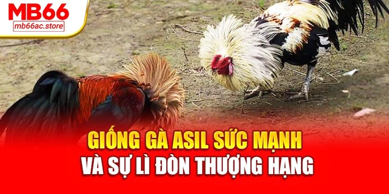Đá Gà Cựa Dao – Trận Địa Tốc Chiến, Sát Phạt Từng Cú Đá 3 Giống gà Asil sức mạnh và sự lì đòn thượng hạng
