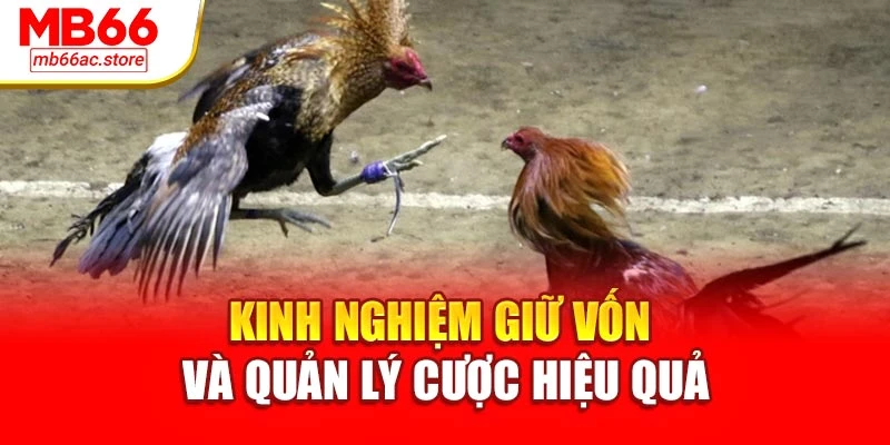 Đá Gà Cựa Dao – Trận Địa Tốc Chiến, Sát Phạt Từng Cú Đá 4 Kinh nghiệm giữ vốn và quản lý cược hiệu quả
