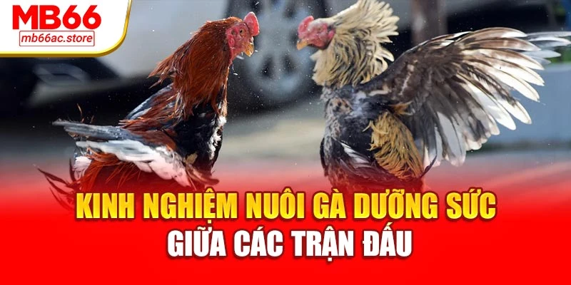 Đá Gà Chọi Cuốn Hút Đến Nghẹt Thở – Đỉnh Cao Của Sức Mạnh 3 Kinh nghiệm nuôi gà dưỡng sức giữa các trận đấu