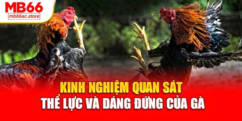 Đá Gà Cựa Sắt Kịch Tính Đỉnh Cao, Thắng Lớn Tại Mb66 4 Kinh nghiệm quan sát thể lực và dáng đứng của gà