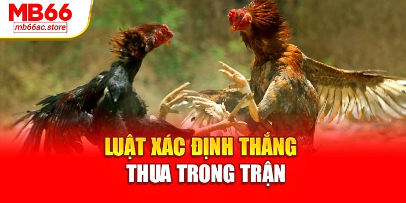 Đá Gà Tre Tốc Độ Đỉnh Cao – Cược Một Ăn Ngàn Tại Mb66 3 Luật xác định thắng – thua trong trận