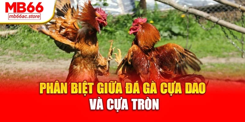 Đá Gà Cựa Sắt Kịch Tính Đỉnh Cao, Thắng Lớn Tại Mb66 3 Phân biệt giữa đá gà cựa dao và cựa tròn